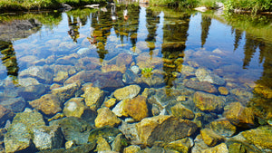 A high-angle, close-up shot of a shallow, incredibly clear body of water. Large, multi-colored rocks in shades of tan, brown, and grey sit on the sandy bottom. The water's surface reflects green grass and tall, thin dark trees from the bank. A single small green plant grows underwater amidst the stones.
