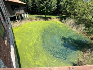 This high-angle shot captures a pond almost entirely covered in thick, bright green algae and duckweed. The water beneath is dark where visible. A red brick wall borders the left side, and tall, dried tan reeds line the right bank. A brown building and green trees are visible in the background.