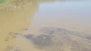 Dirty and muddy pond water with floating dark muck, sludge, and debris on the surface.