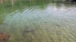Partially cleared pond water showing the shallow rocky bottom through a translucent greenish tint.