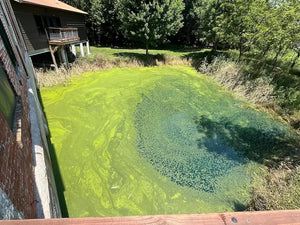 Severe duckweed and green algae bloom covering the surface of a backyard pond next to a brick house.